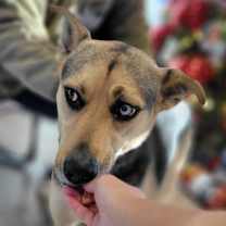 Thumbnail photo of Elle #2