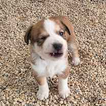 Thumbnail photo of Kimko JuM #4