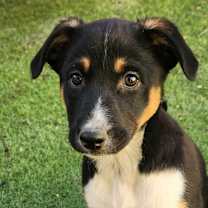 Thumbnail photo of Odessa JuM #1