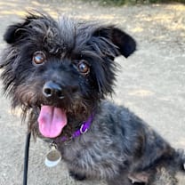 Thumbnail photo of Pinot Noir #3