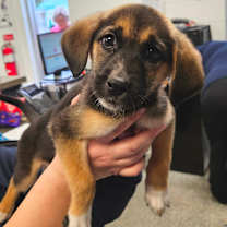 Thumbnail photo of Star  #3