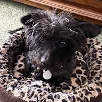 Thumbnail photo of Pinot Noir #4