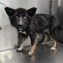 Thumbnail photo of Leslie #2