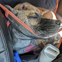 Thumbnail photo of Daisy #2