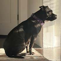 Thumbnail photo of Daisy Boo #2