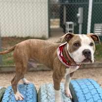 Thumbnail photo of Thumper #3