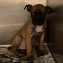 Thumbnail photo of Espresso #2