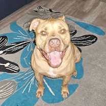 Thumbnail photo of Oru #3