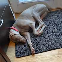 Thumbnail photo of Penelope (Pepper) 2000$ adoption bonus #3