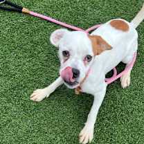 Thumbnail photo of Chai #1