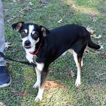 Thumbnail photo of Corazon #2