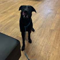 Thumbnail photo of Shelby #2