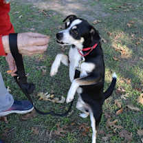 Thumbnail photo of Corazon #3