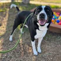 Thumbnail photo of Niko #1