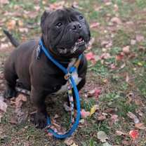 Thumbnail photo of Bane #2