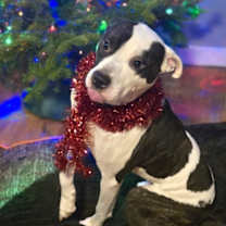 Thumbnail photo of Cowboy #1