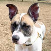 Thumbnail photo of BUTTERCUP #1