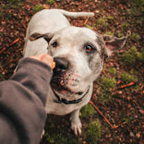 Thumbnail photo of Pablo #2