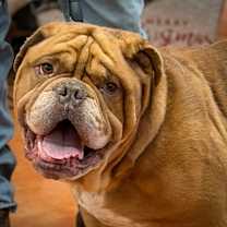 Thumbnail photo of Tibbs #2