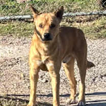 Thumbnail photo of Gordon #2