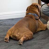 Thumbnail photo of Tibbs #3