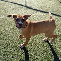 Thumbnail photo of Apollo #3