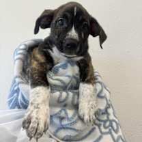 Thumbnail photo of Gale #1