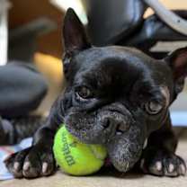 Thumbnail photo of Kekoa #2