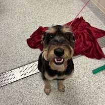 Thumbnail photo of Izzy #2