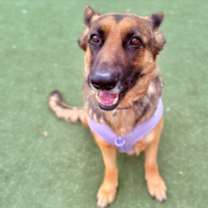 Thumbnail photo of ARIA #1