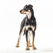 Thumbnail photo of Violet #2