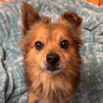 Thumbnail photo of Shab #2