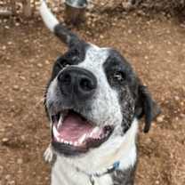 Thumbnail photo of Domino #1