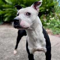 Thumbnail photo of Wiley #1