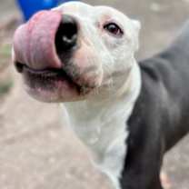 Thumbnail photo of Wiley #2