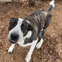 Thumbnail photo of Domino #2