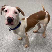 Thumbnail photo of Fuji #1