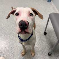 Thumbnail photo of Fuji #2