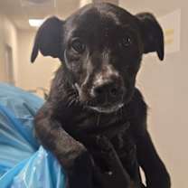 Thumbnail photo of Dulce #1