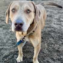 Thumbnail photo of Matcha #2