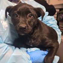 Thumbnail photo of Anahi #1