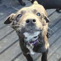 Thumbnail photo of Dulce #2