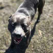 Thumbnail photo of Porky #2