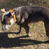 Thumbnail photo of Porky #3