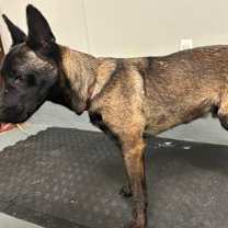 Thumbnail photo of Howitzer #3