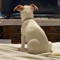 Thumbnail photo of Mira #4