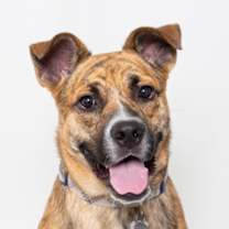 Thumbnail photo of Nala #1