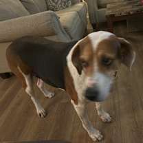 Thumbnail photo of Scout #3