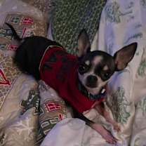 Thumbnail photo of Pico #2