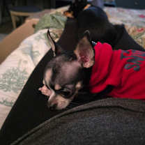 Thumbnail photo of Pico #3